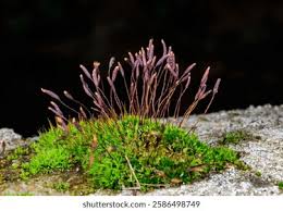 Attēlu rezultāti vaicājumam “Ceratodon purpureus”