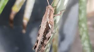 Attēlu rezultāti vaicājumam “Agrochola litura imago”