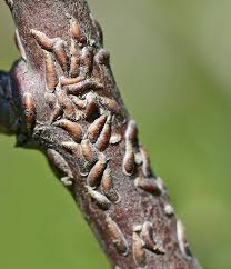 Attēlu rezultāti vaicājumam “Lepidosaphes ulmi imago”