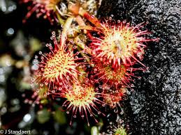 Attēlu rezultāti vaicājumam “Droseraceae”