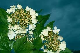 Attēlu rezultāti vaicājumam “Viburnum opulus bud”