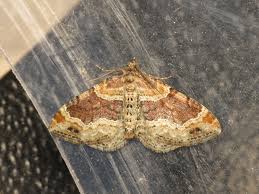 Attēlu rezultāti vaicājumam “Xanthorhoe spadicearia”