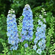 Image result for Delphinium