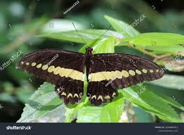 Attēlu rezultāti vaicājumam “Papilionidae”