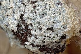 Attēlu rezultāti vaicājumam “Fuligo septica var. flava”