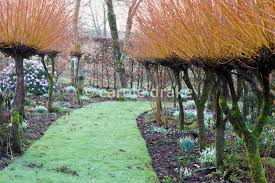 Attēlu rezultāti vaicājumam “Salix alba var. vitellina”