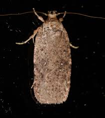 Attēlu rezultāti vaicājumam “Agonopterix heracliana”