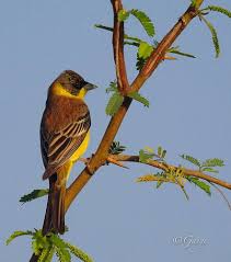 Image result for Emberiza melanocephala