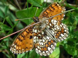 Attēlu rezultāti vaicājumam “Mellicta athalia underside”