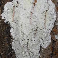 Attēlu rezultāti vaicājumam “Phlyctis agelaea”