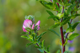 Attēlu rezultāti vaicājumam “Ononis arvensis leaf”