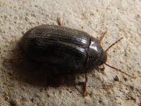 Attēlu rezultāti vaicājumam “Prionychus ater”