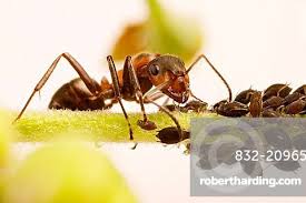 Attēlu rezultāti vaicājumam “Formica rufa”