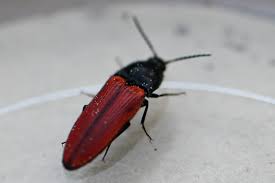 Attēlu rezultāti vaicājumam “Ampedus sanguineus”