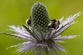 Image result for Alpendistel