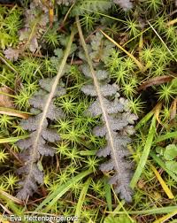 Attēlu rezultāti vaicājumam “Pedicularis sceptrum-carolinum leaf”
