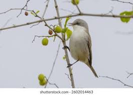 Attēlu rezultāti vaicājumam “Sylvia curruca”