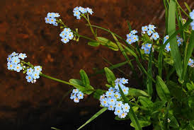 Attēlu rezultāti vaicājumam “Myosotis scorpioides bud”