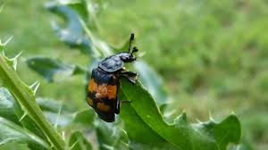 Attēlu rezultāti vaicājumam “Nicrophorus vespilloides”