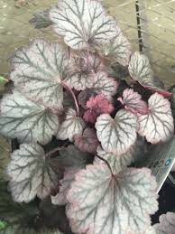 Image result for Heuchera Metallica