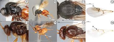 Attēlu rezultāti vaicājumam “Diplolepis bicolor”