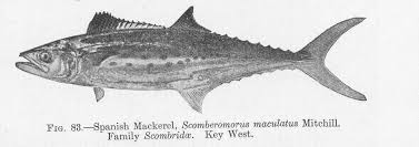Image result for Scomberomorus maculatus