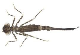 Attēlu rezultāti vaicājumam “exuvia”