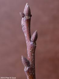 Attēlu rezultāti vaicājumam “Quercus rubra flower”