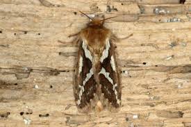 Attēlu rezultāti vaicājumam “Hepialidae”