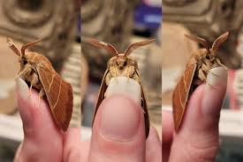 Attēlu rezultāti vaicājumam “Macrothylacia rubi”