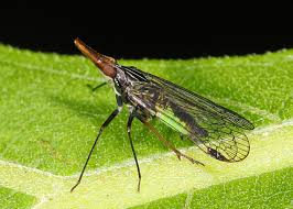 Attēlu rezultāti vaicājumam “Aphodius sp. imago”