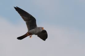 Attēlu rezultāti vaicājumam “Falco vespertinus adult”