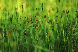 Attēlu rezultāti vaicājumam “Equisetum variegatum”