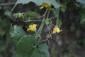 Attēlu rezultāti vaicājumam “Thladiantha dubia leaf”