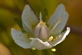Attēlu rezultāti vaicājumam “Parnassia palustris fruit”