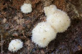 Attēlu rezultāti vaicājumam “Postia ptychogaster”