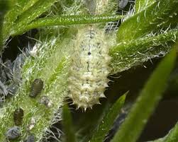 Attēlu rezultāti vaicājumam “Thecabius affinis nymph”