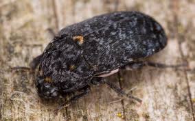 Attēlu rezultāti vaicājumam “Dermestes murinus”