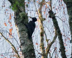 Attēlu rezultāti vaicājumam “Dryocopus martius”