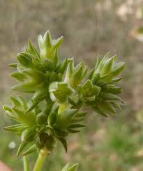 Attēlu rezultāti vaicājumam “Scleranthus annuus flower”