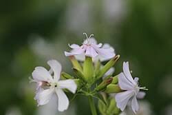 Attēlu rezultāti vaicājumam “Saponaria officinalis flower”