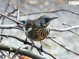 Attēlu rezultāti vaicājumam “Turdus pilaris”