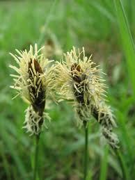 Attēlu rezultāti vaicājumam “Carex caryophyllea fruit”
