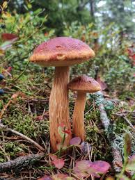 Attēlu rezultāti vaicājumam “Boletales”