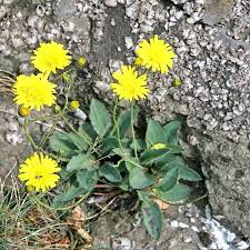 Attēlu rezultāti vaicājumam “Pilosella officinarum bud”