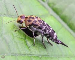 Attēlu rezultāti vaicājumam “Mordellidae”