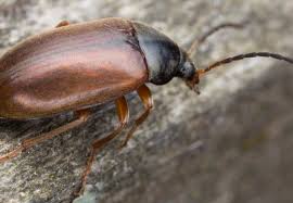 Attēlu rezultāti vaicājumam “Isomira murina”