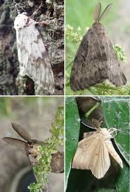 Attēlu rezultāti vaicājumam “Bupalus piniaria male”