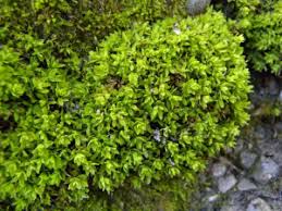 Attēlu rezultāti vaicājumam “Encalypta streptocarpa”