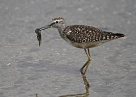 Attēlu rezultāti vaicājumam “Tringa glareola adult”